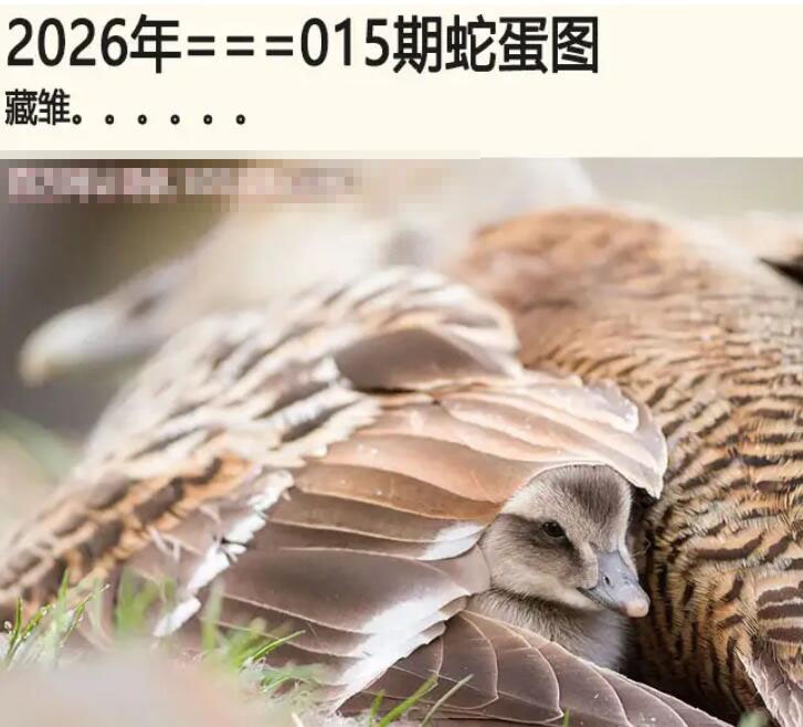 015期另版蛇蛋图[图]